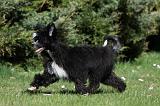 CHIEN NU CHINOIS 036